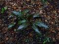 theÃÂ Wendt's water trumpet (Cryptocoryne wendtii) aquarium plant Royalty Free Stock Photo